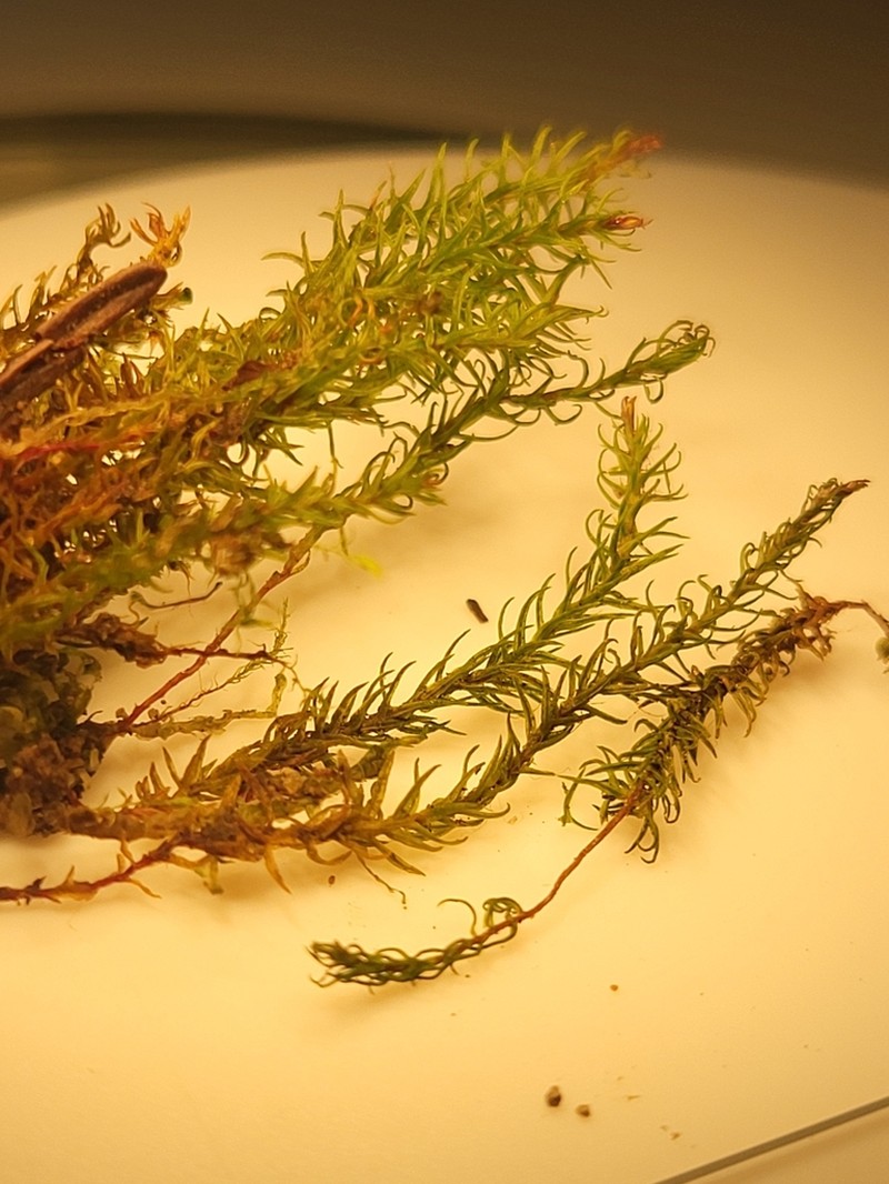 Oligotrichum Moss