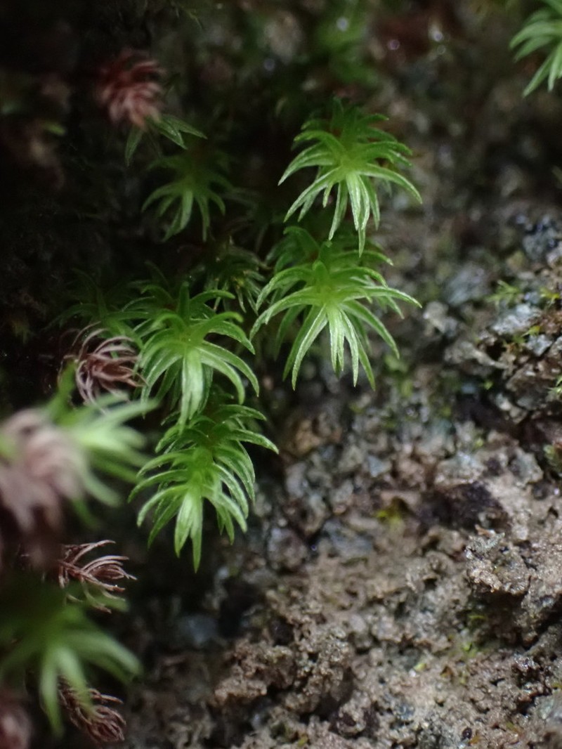 Oligotrichum Moss photo 3