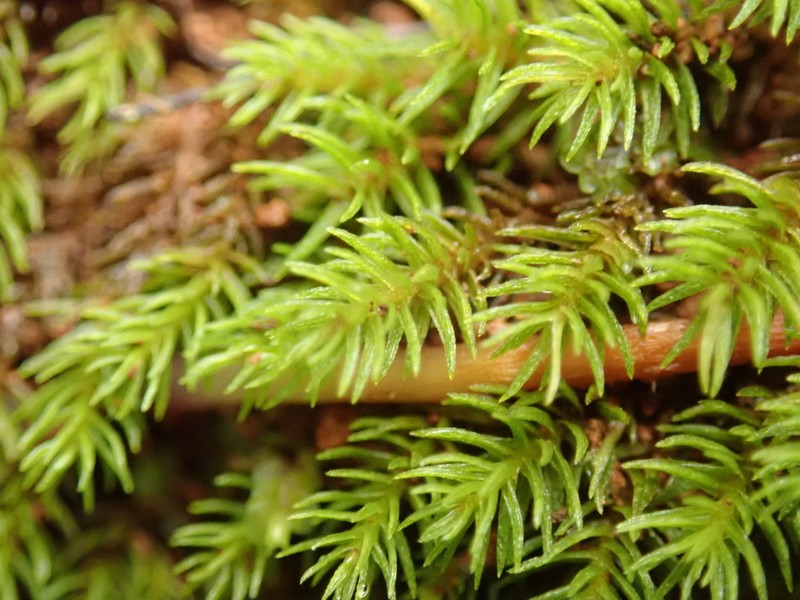 Oligotrichum Moss photo 4