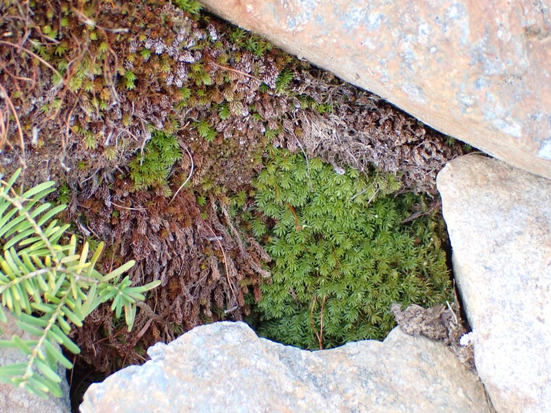 Oligotrichum Moss photo 5