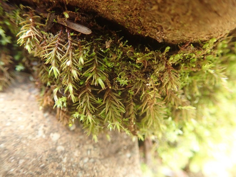 Oligotrichum Moss photo 6
