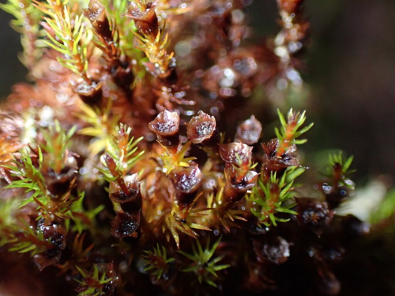 Oligotrichum Moss photo 7