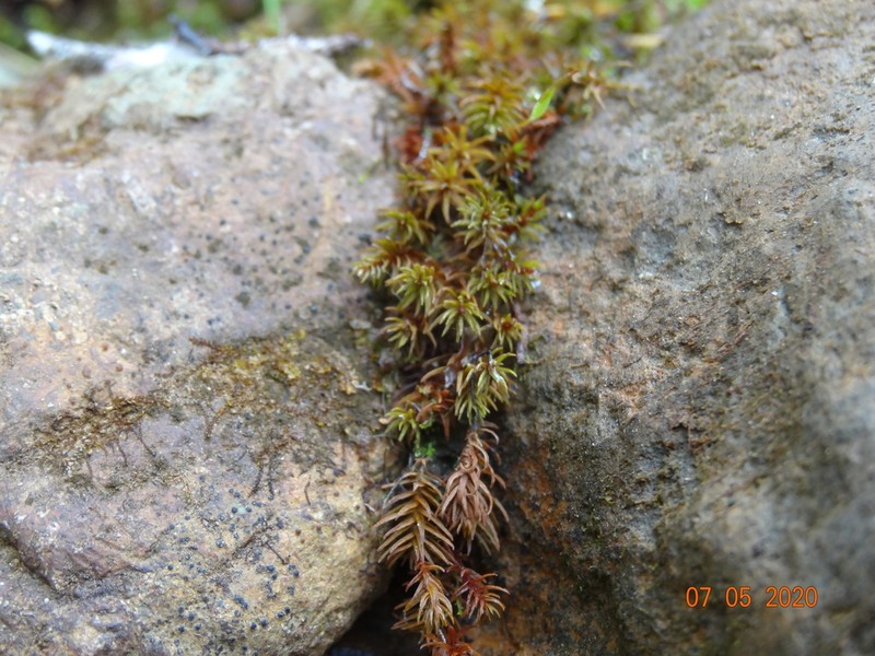 Oligotrichum Moss photo 8