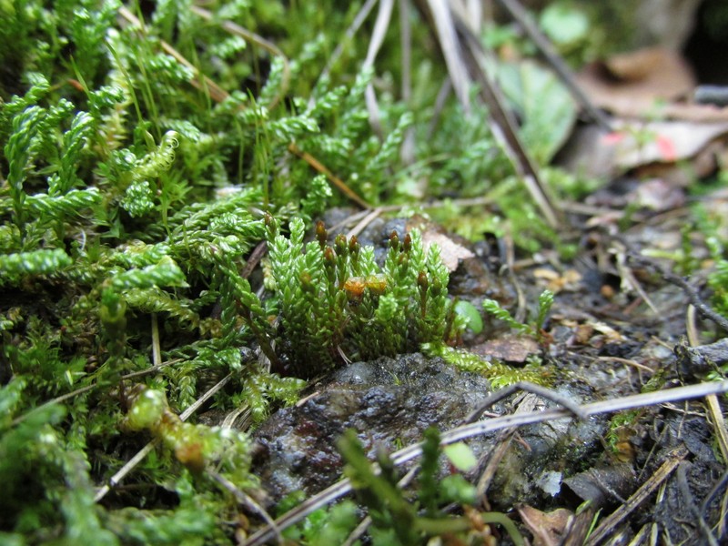 Sickle Oligotrichum Moss photo 2