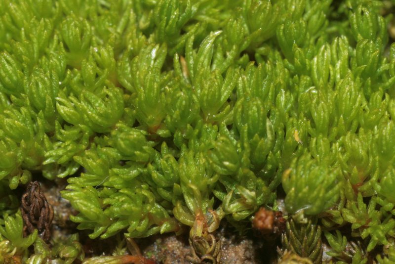 Oligotrichum Moss