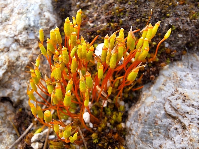 Oligotrichum Moss