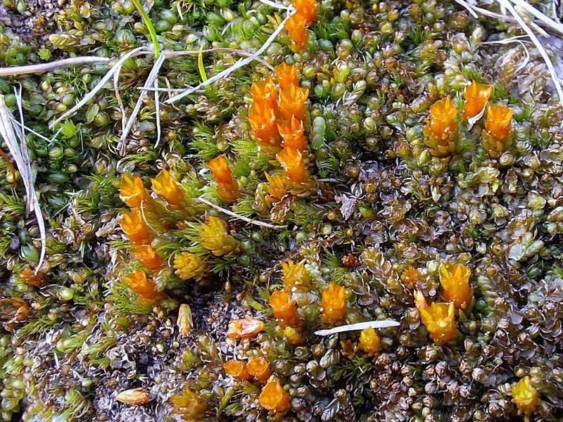Oligotrichum Moss photo 2