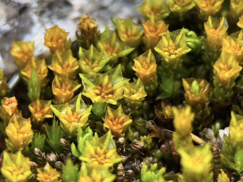 Oligotrichum Moss photo 3