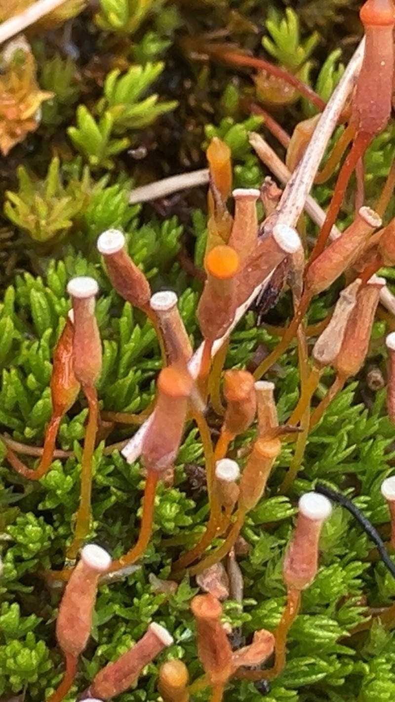 Oligotrichum Moss photo 4