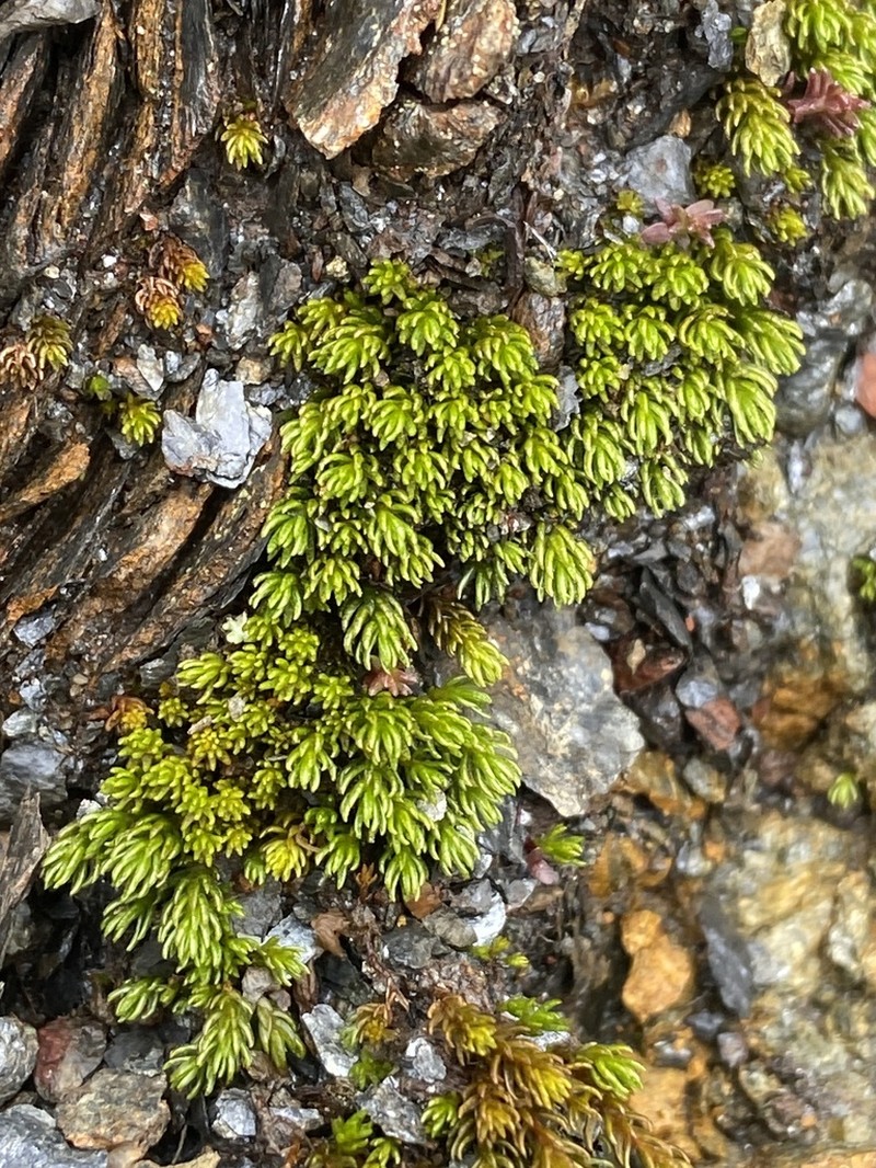 Oligotrichum Moss photo 5
