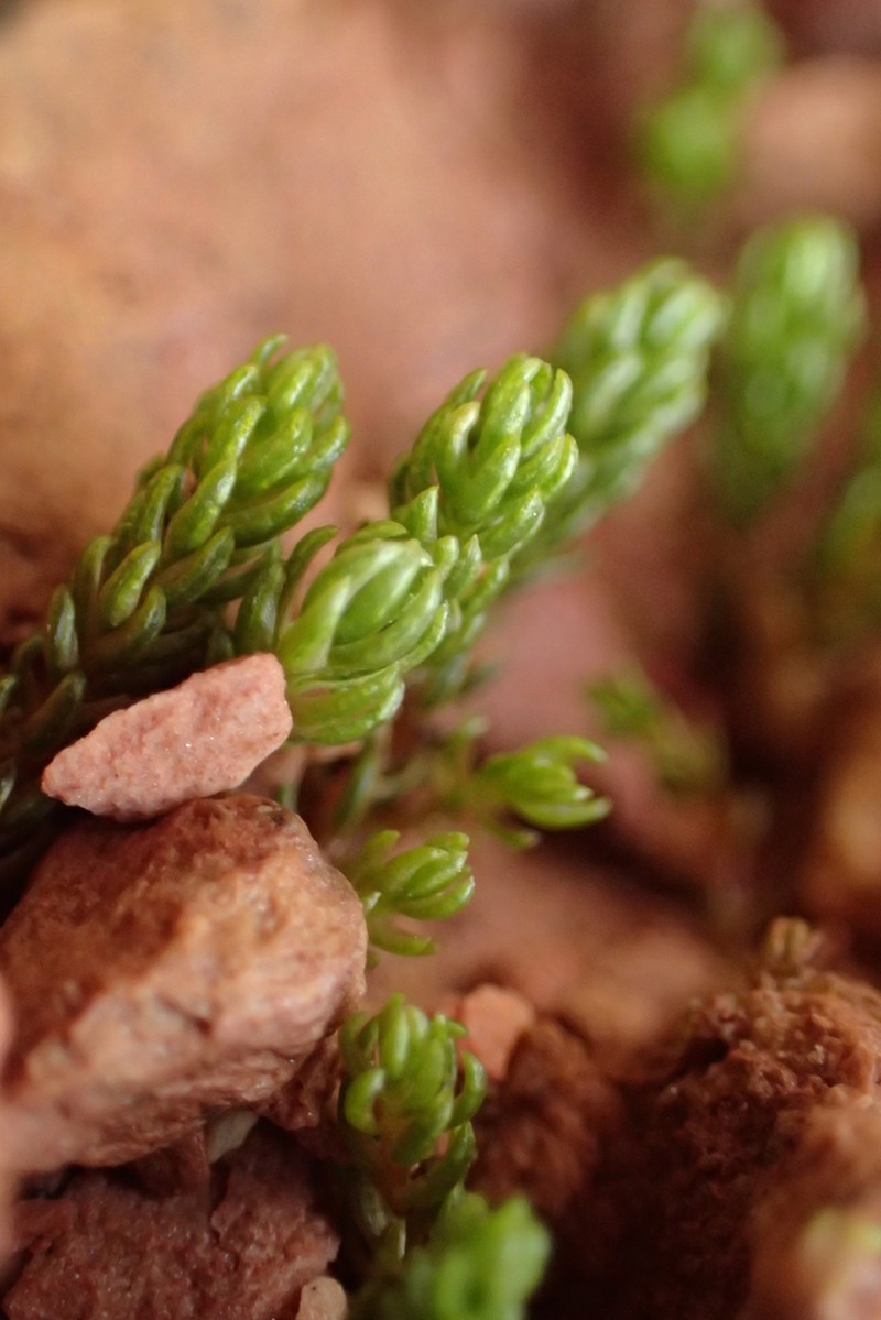 Oligotrichum Moss photo 6