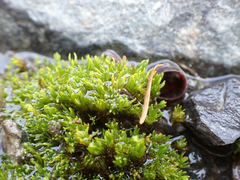 Oligotrichum Moss photo 7