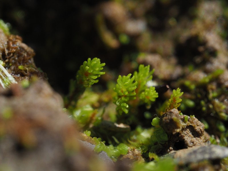Oligotrichum Moss photo 8