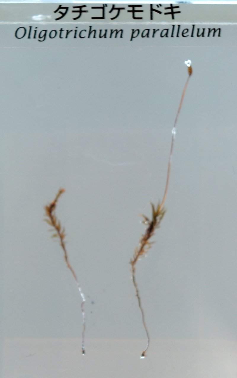 Oligotrichum Moss