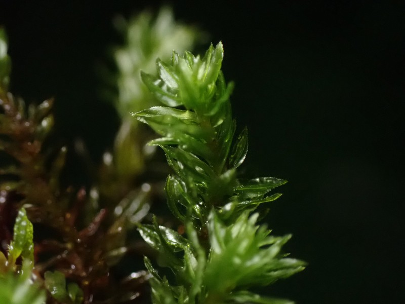 Oligotrichum Moss
