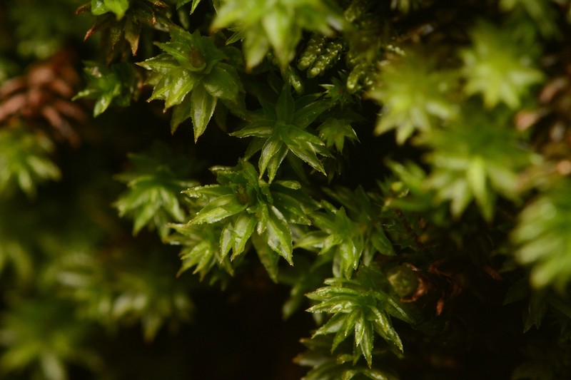 Oligotrichum Moss photo 2
