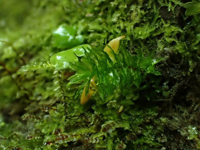Oligotrichum Moss photo 3