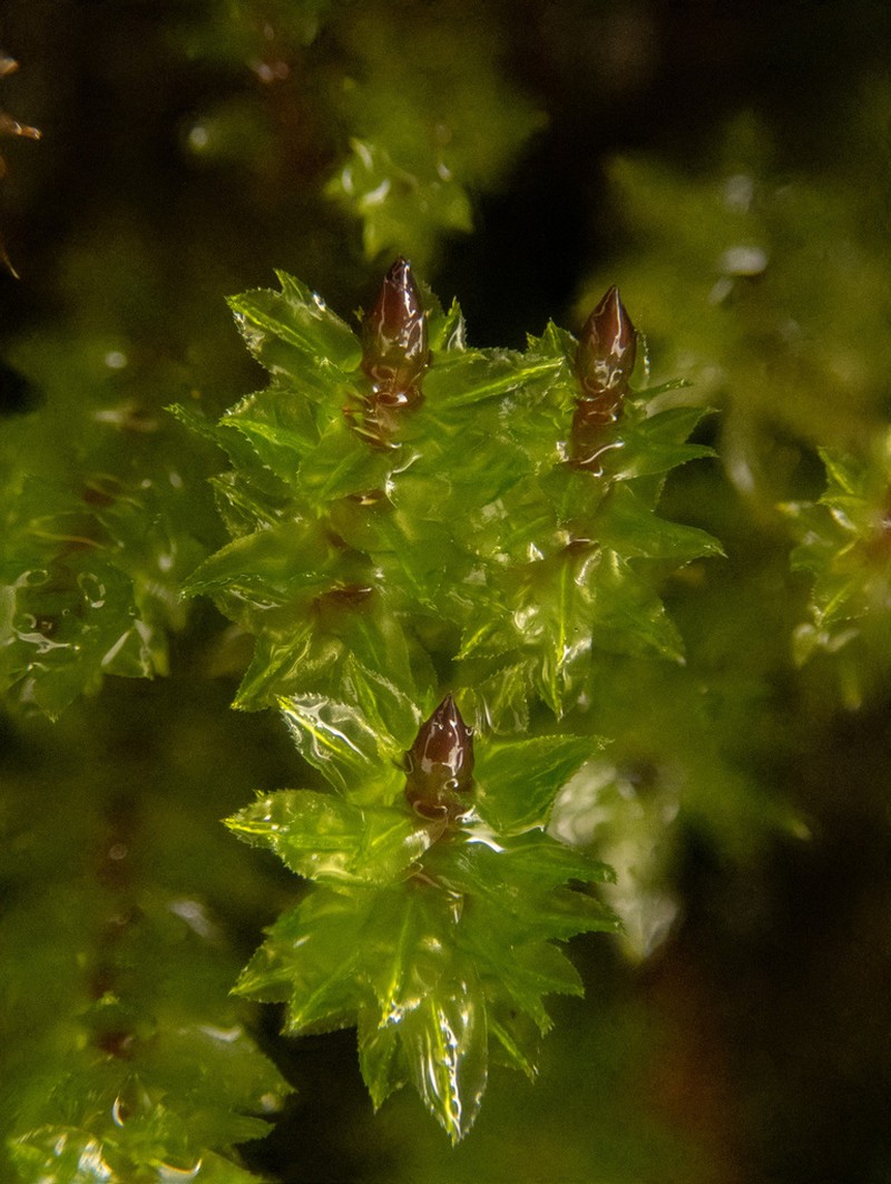 Oligotrichum Moss photo 4