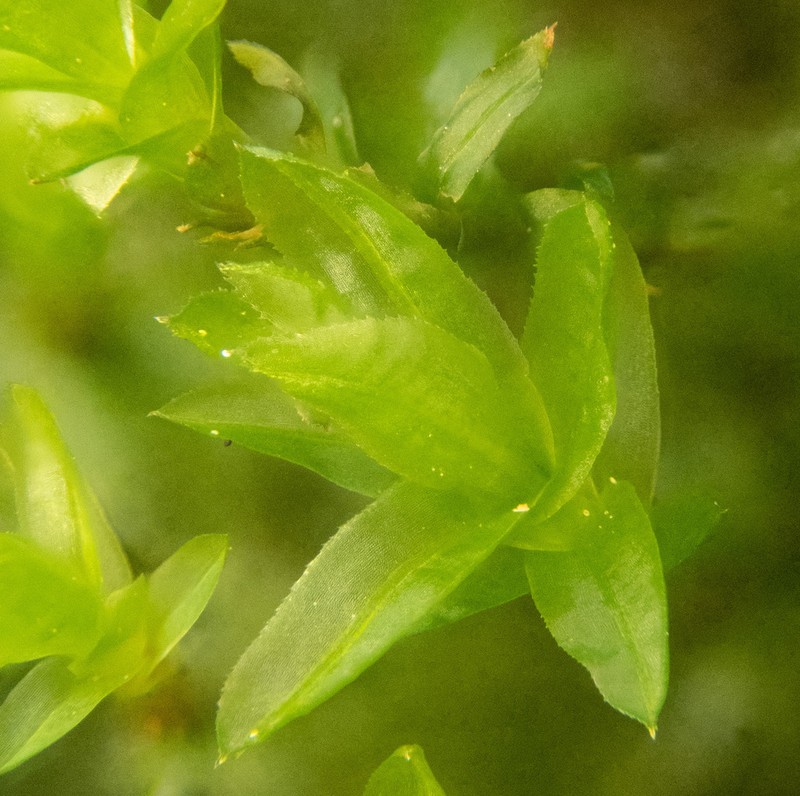 Oligotrichum Moss photo 5