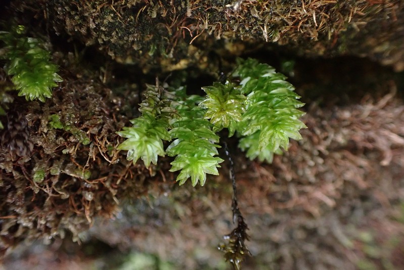Oligotrichum Moss photo 6