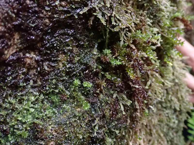Oligotrichum Moss photo 7