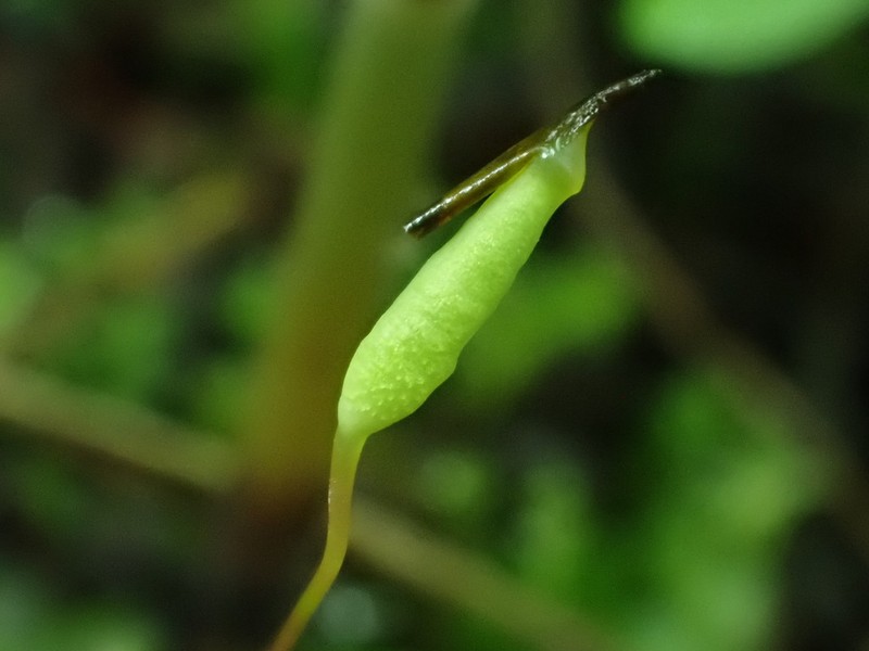 Oligotrichum Moss photo 8