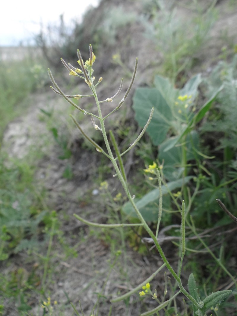 Olimarabidopsis pumila