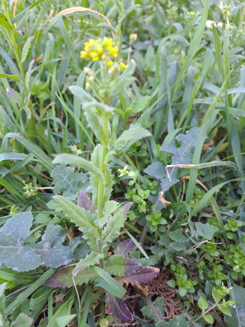 Olimarabidopsis pumila photo 2