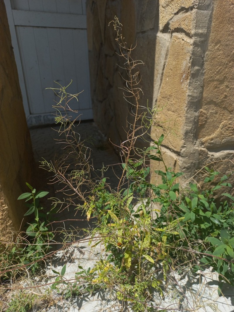 Olimarabidopsis pumila photo 3