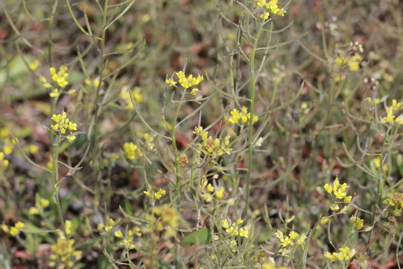 Olimarabidopsis pumila photo 4