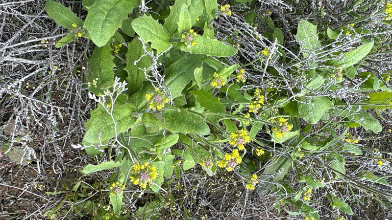 Olimarabidopsis pumila photo 5