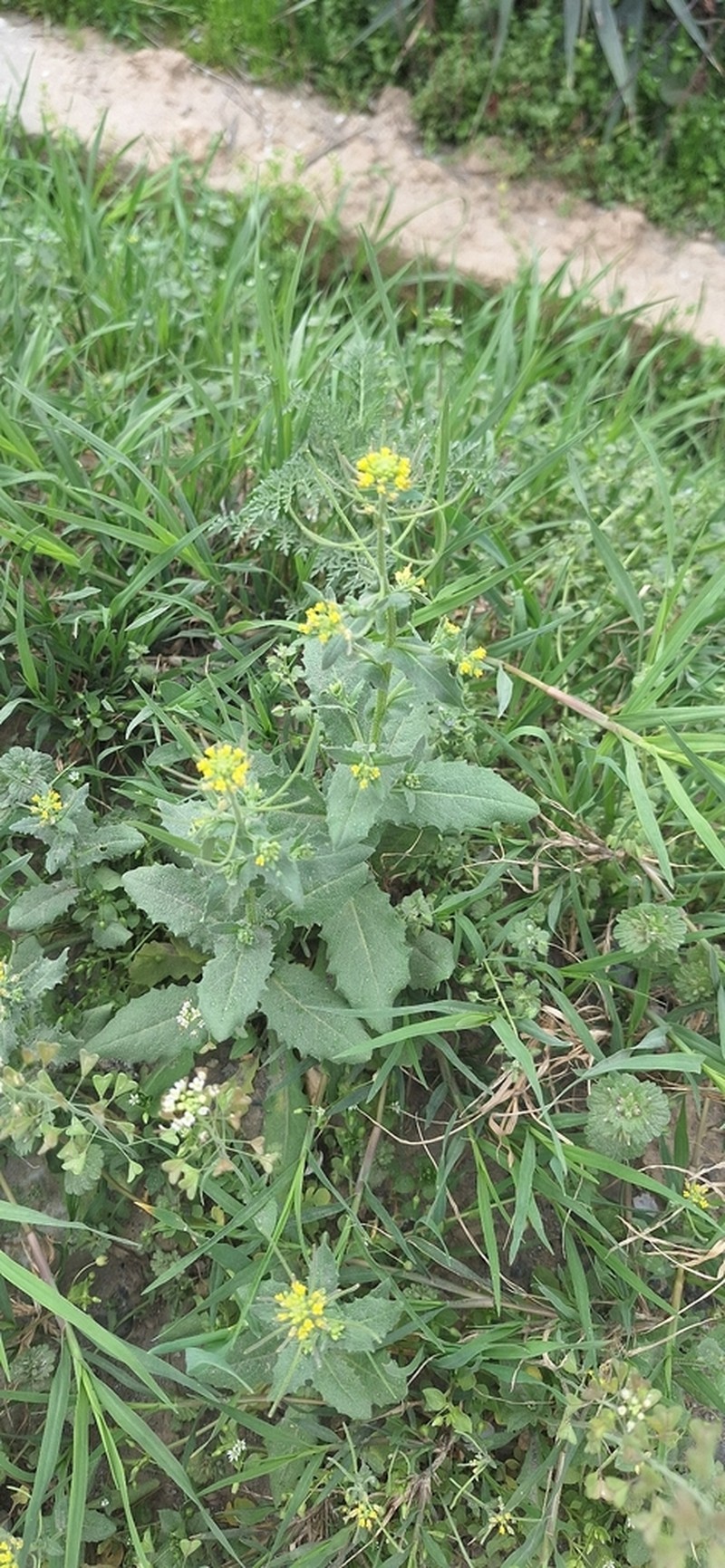 Olimarabidopsis pumila photo 6