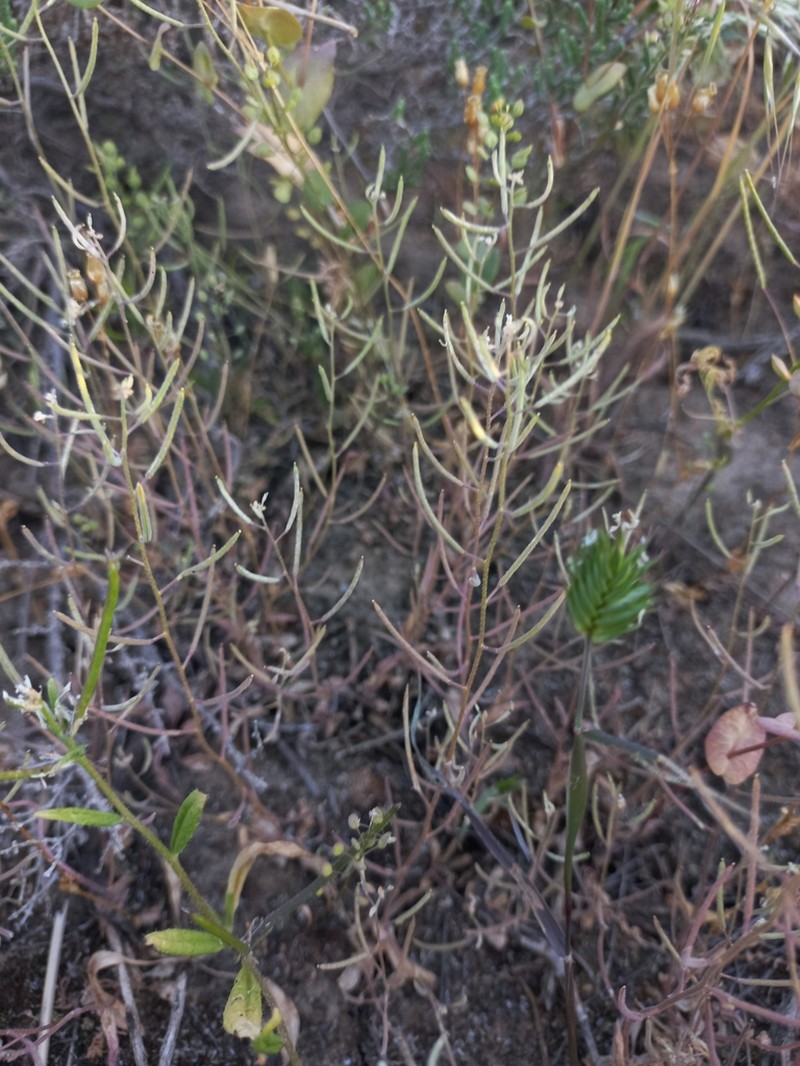 Olimarabidopsis pumila photo 7