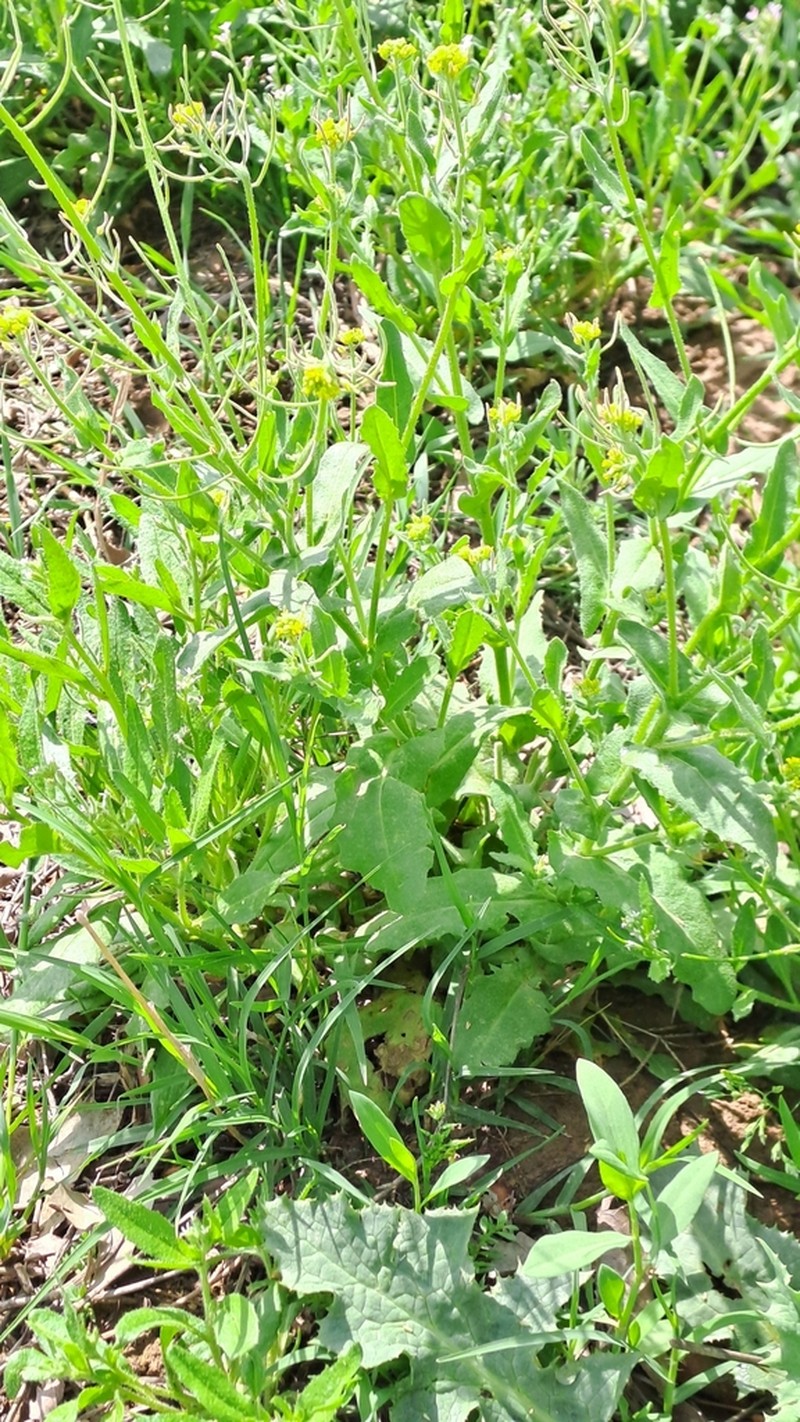 Olimarabidopsis pumila photo 8