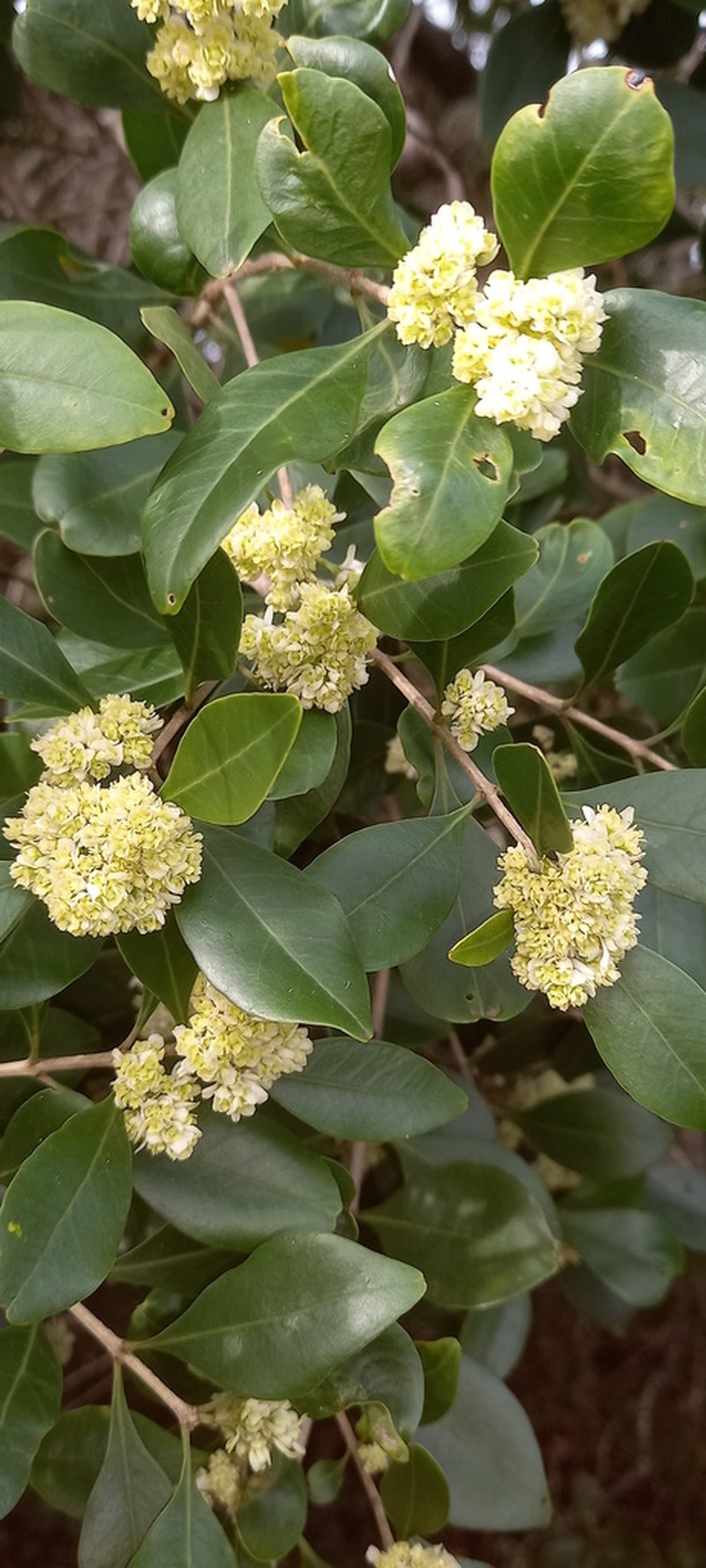 Olinia capensis photo 2