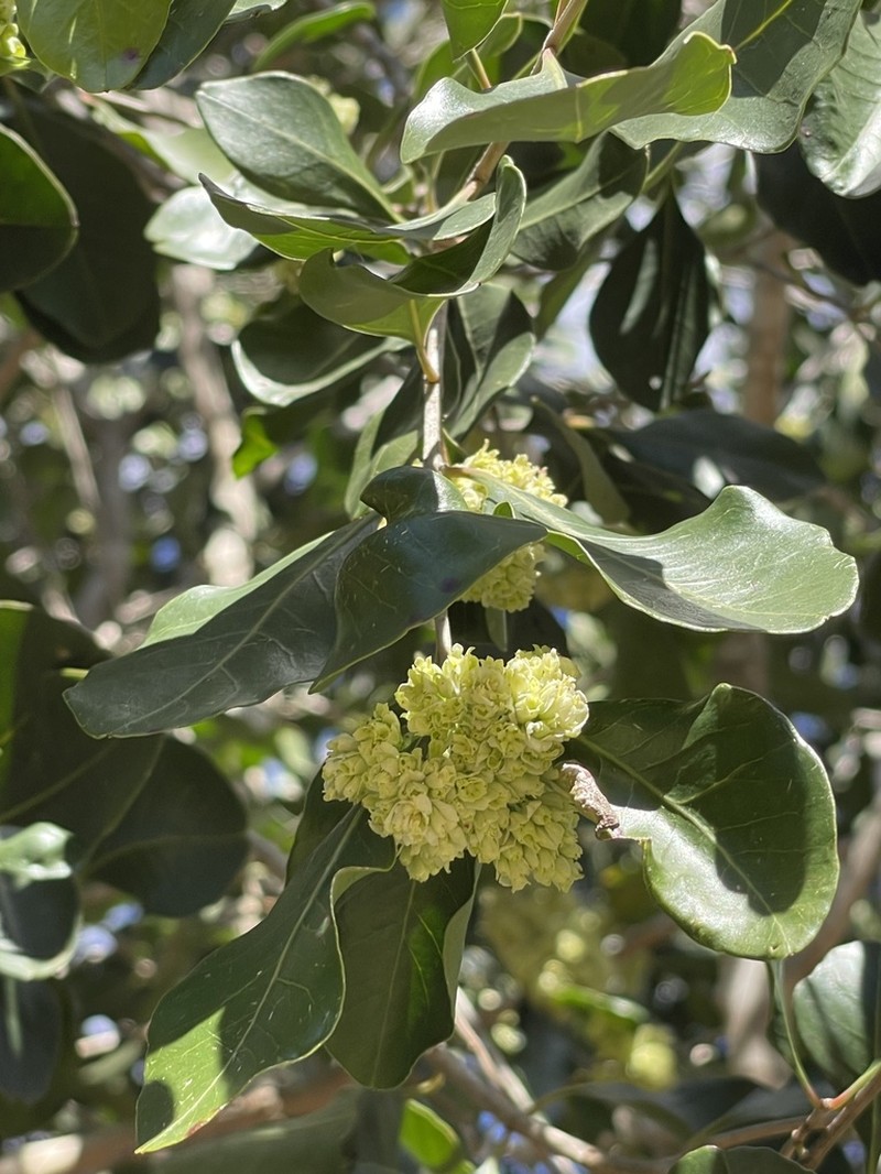 Olinia capensis photo 4