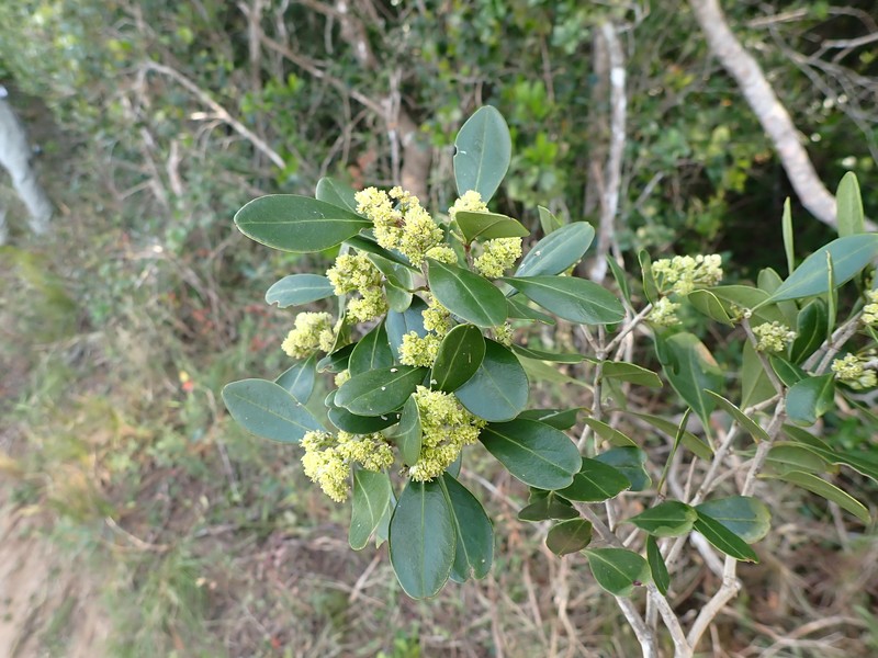 Olinia capensis photo 6