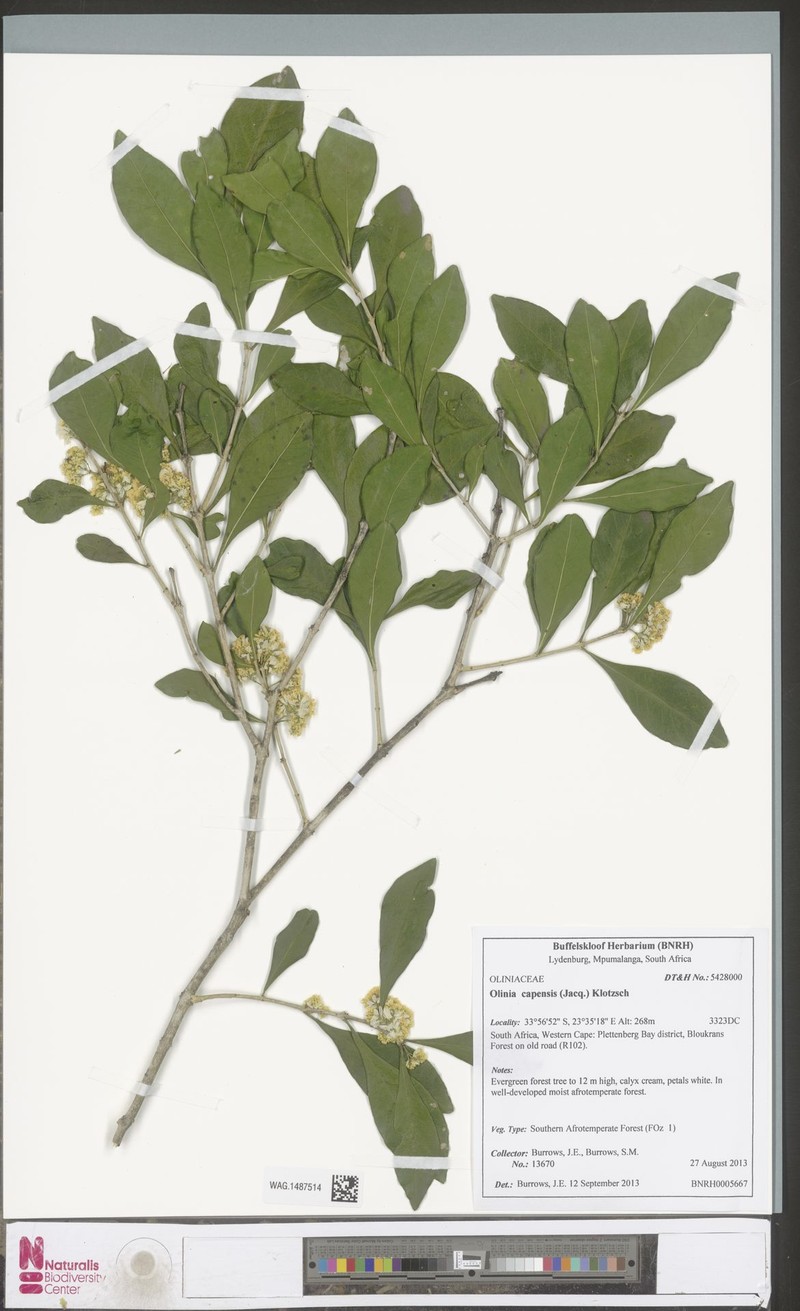 Olinia capensis photo 7