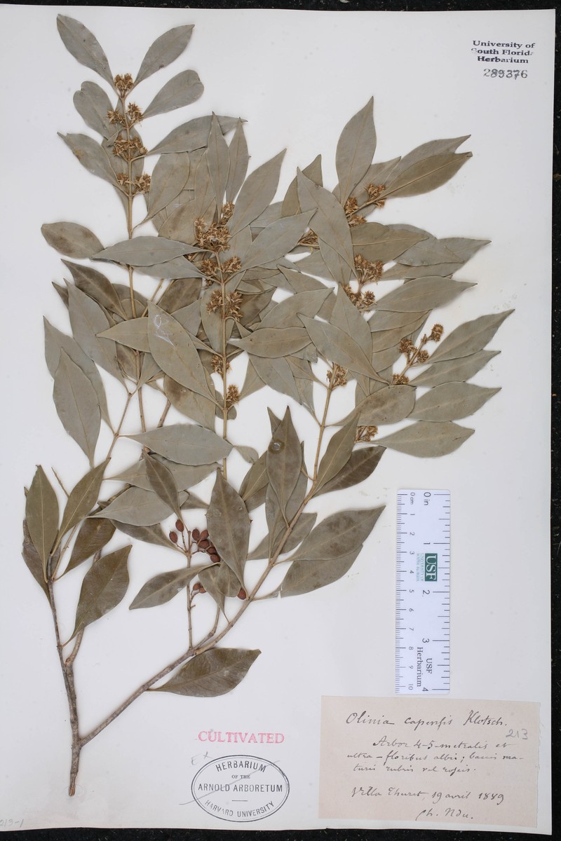 Olinia capensis photo 8