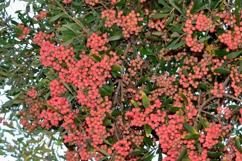 Olinia emarginata photo 3