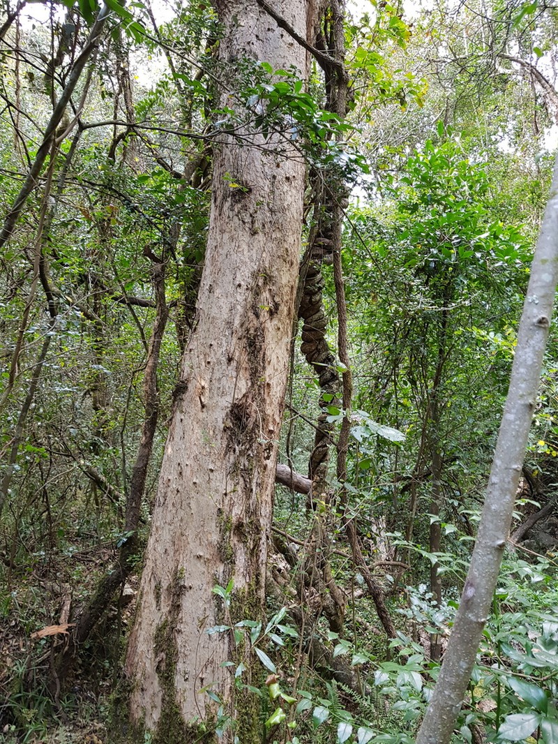 Olinia emarginata photo 6