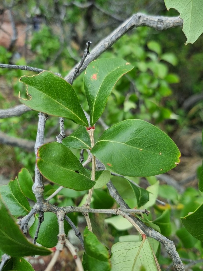 Olinia huillensis