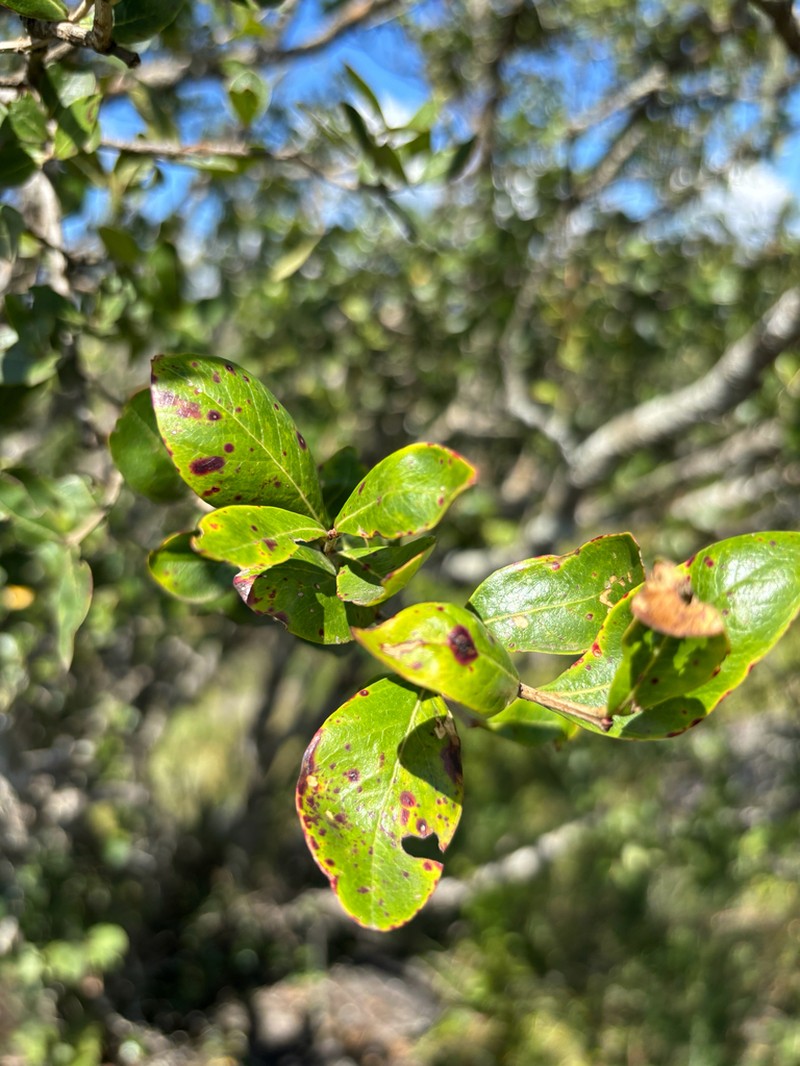Olinia huillensis photo 2