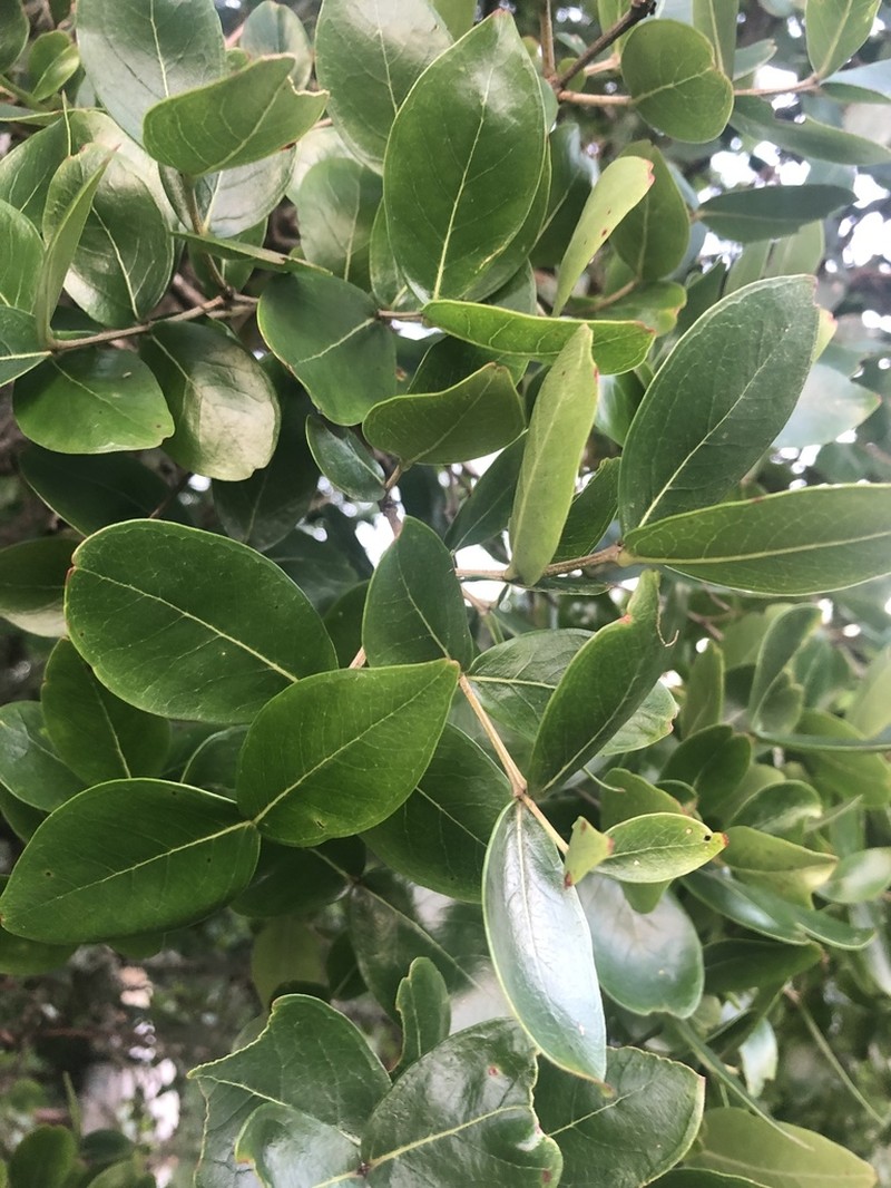 Olinia huillensis photo 3