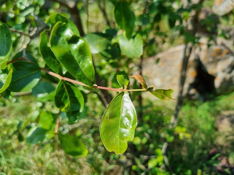 Olinia huillensis photo 4