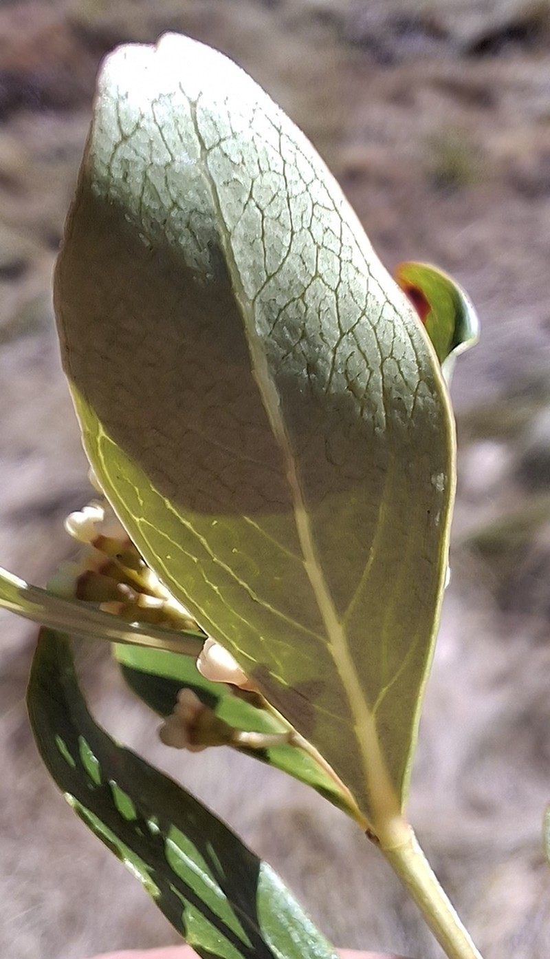 Olinia huillensis photo 5