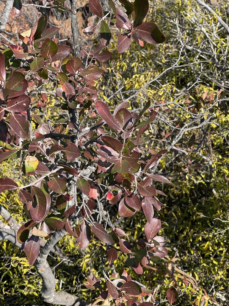 Olinia huillensis photo 6