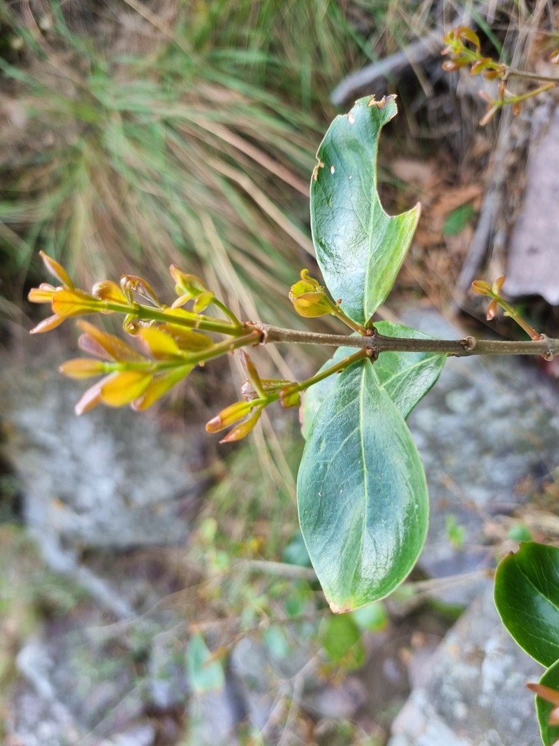Olinia huillensis photo 7
