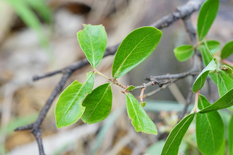 Olinia huillensis photo 8