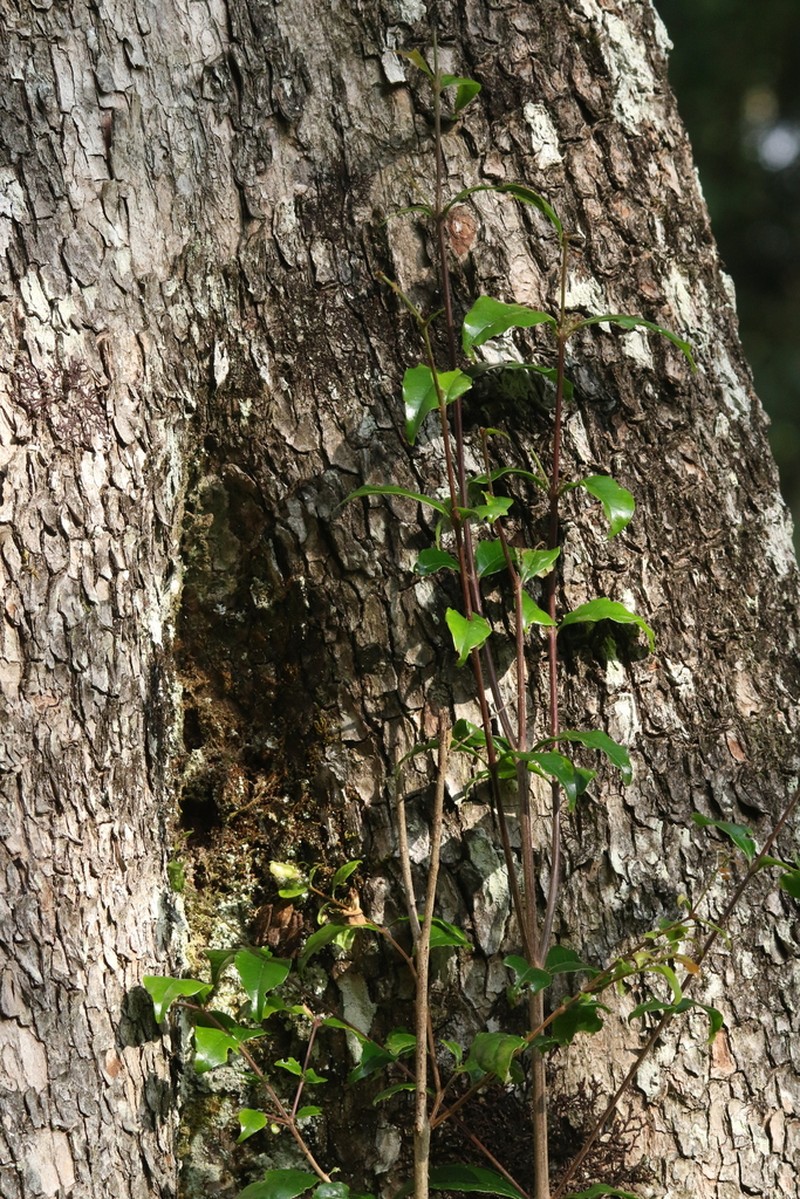 Olinia radiata